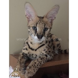 King African Serval
