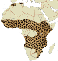 Serval Africa
